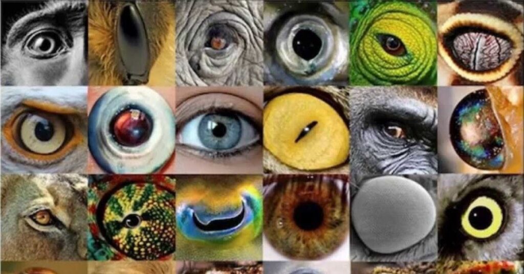 Eye Puns